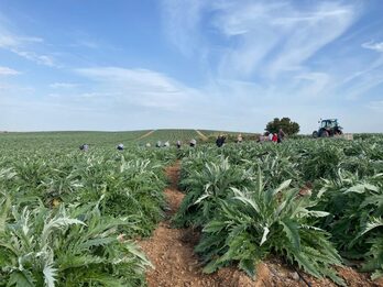 Jornaleras recogiendo alcachofa en la finca de El Humoso.