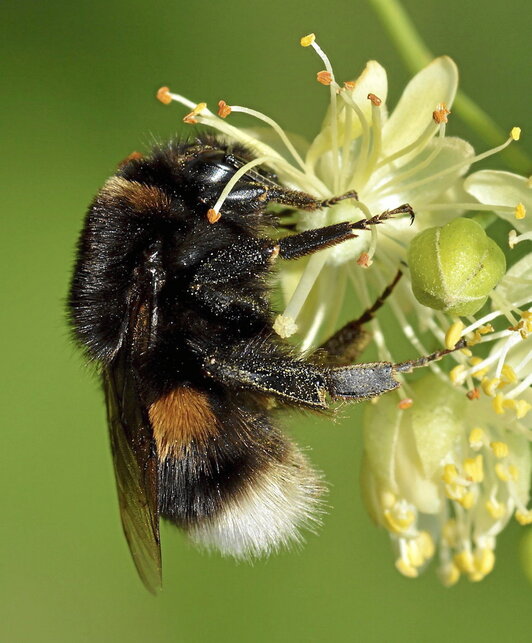 Un ejemplar de «Bombus terrestris».