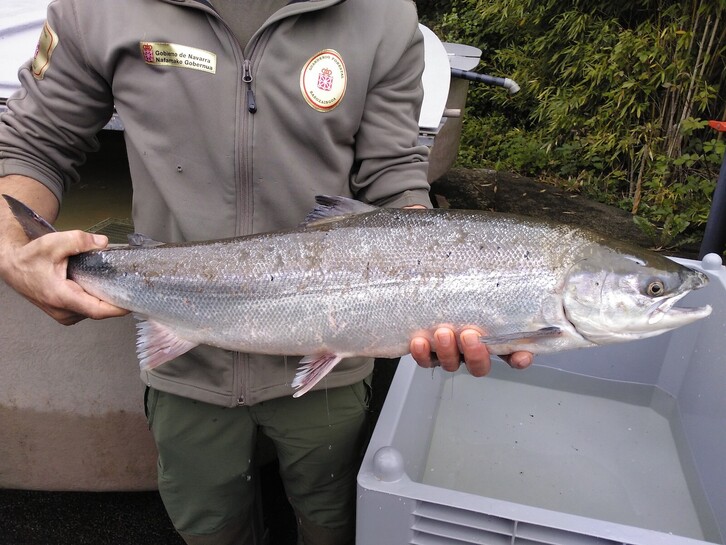 El salmón en Nafarroa será vedado por tres años.