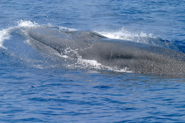 Una ballena barbada en el Golfo de México.