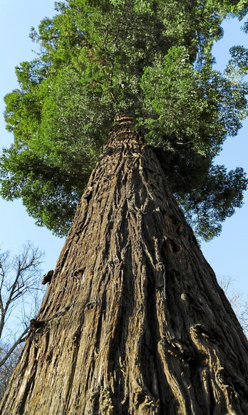 Arrasateko Monterron parkean dagoen sekuoia ikusgarria.