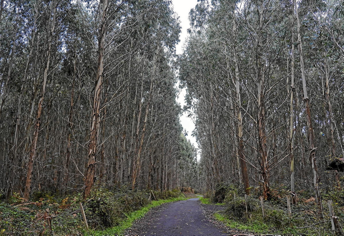 Eukalipto landaketa batzuk Mungia inguruan (Monika DEL VALLE / FOKU)