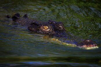 Más de 100.000 ejemplares de cocodrilos que pueden alcanzar más de seis metros de largo y pesar más de 1.000 kilos.