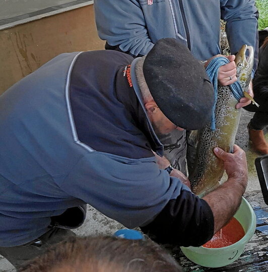 Desove de una hembra de salmón en la piscifactoría de Oronoz.