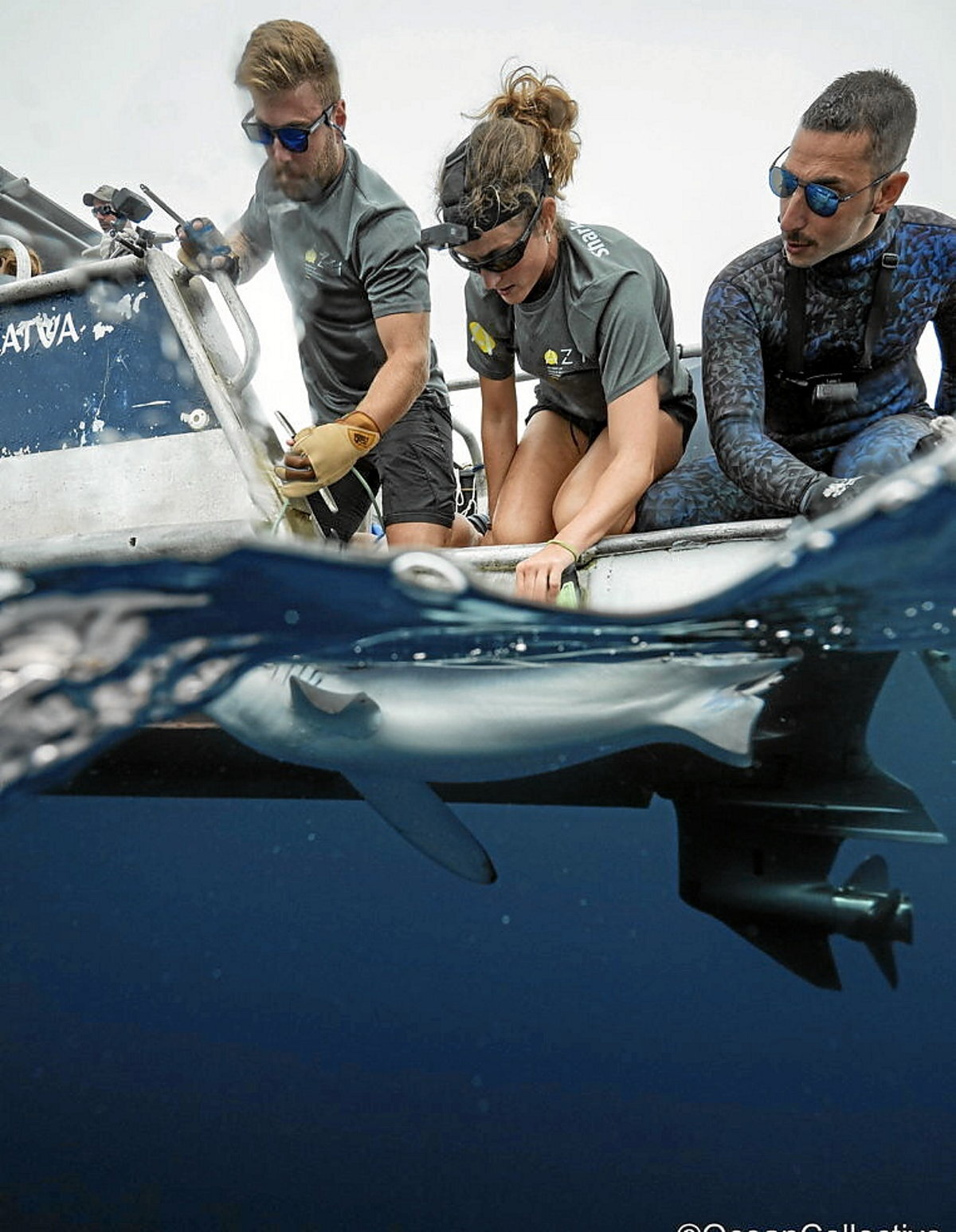 Irudian, zientzialariak ale baten markaketa egiten. (OCEAN COLLECTIVE)