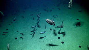 Una de las imágenes difundidas por el Instituto Nacional de Investigación del Agua y la Atmósfera de Nueva Zelanda.