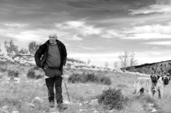 Les patous sont des partenaires essentiels des bergers depuis le retour des loups.