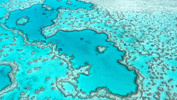 Krisi klimatikoak kaltetu egiten du Koral Hesi Handia.
