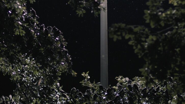 Fotograma de ‘Homing’.