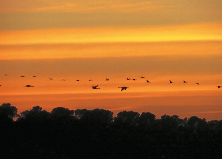 Una bandada de grullas cruzando hacia el norte estos días por Nafarroa.