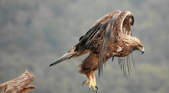 Hegalaldi dotorea abiatzen.