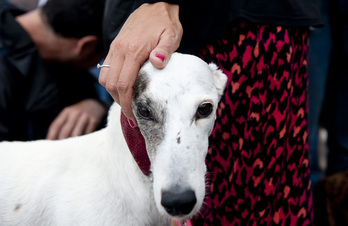 Quieren saber por qué, si los perros entienden las palabras objeto, la mayoría no lo demuestra.