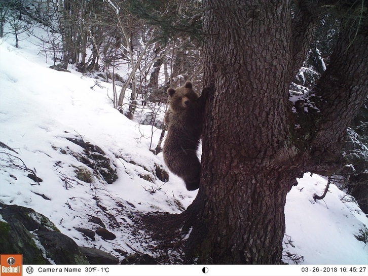 Un ejemplar de oso pardo en el Pirineo tras el periodo de hibernación.