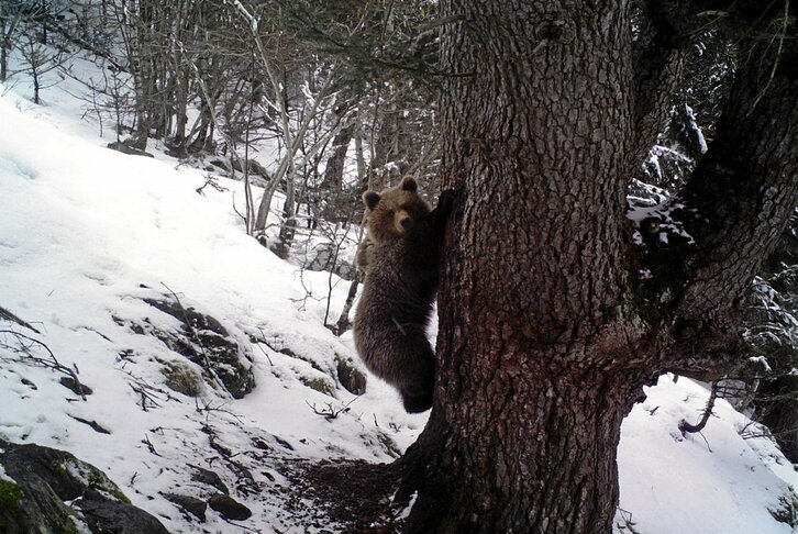 Un ejemplar de oso pardo en el Pirineo tras el periodo de hibernación.