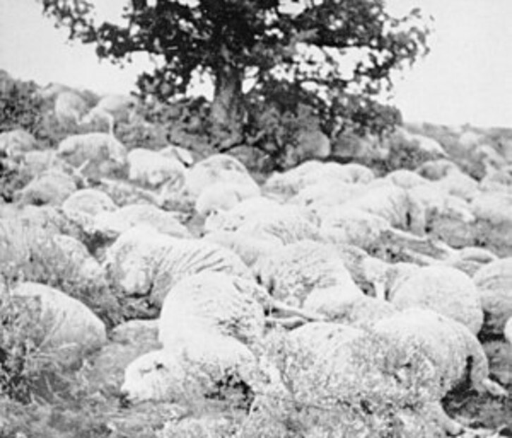 Milaka ardi hil ziren Nevadako herrixkan.