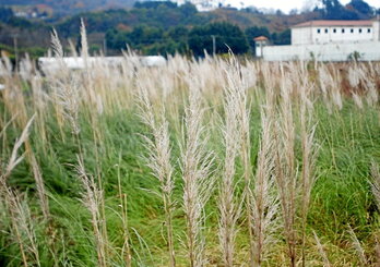 La détention, la vente et la plantation de cette espèce sont proscrits depuis mars 2023.