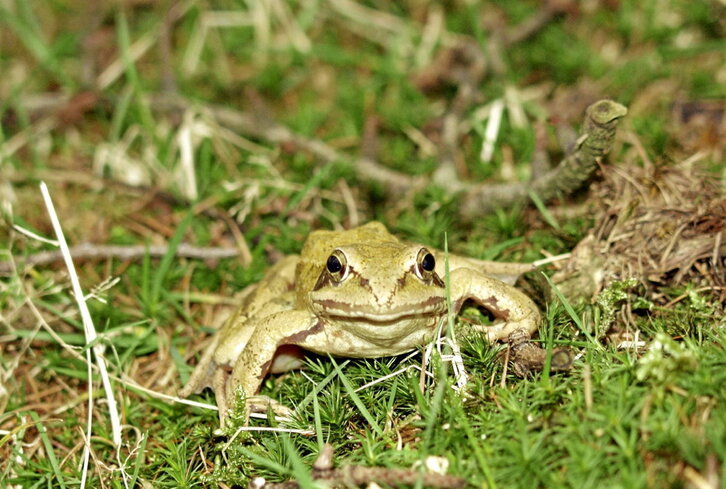Algunas ranas tropicales emiten ultrasonidos como método de defensa.