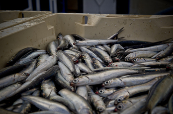 Sardinak edo antxoak jatea onuragarria da eta haragi gorriaren alternatiba, ikerketa baten arabera.