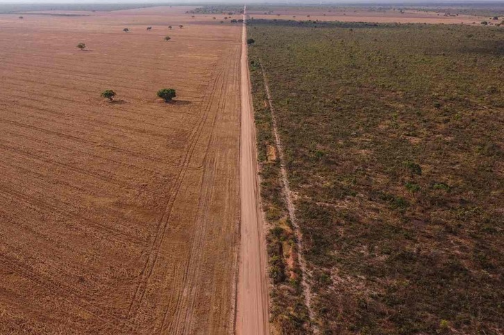 Cerradoko sabanatik gertu dagoen nezakaritzarako sail bat.