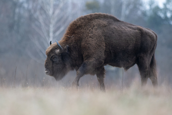 Bisonte baten irudia.