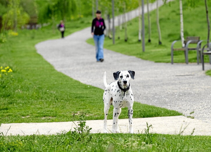 El curso de tenencia de perros no es todavía obligatorio ya que necesita del desarrollo de un reglamento específico que todavía no se ha aprobado.