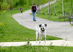 El curso de tenencia de perros no es todavía obligatorio ya que necesita del desarrollo de un reglamento específico que todavía no se ha aprobado.