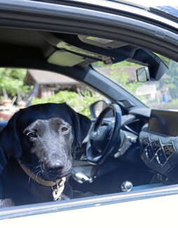 Txakurrek ezin dute beren uhalarekin lotuta joan.