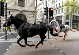 Dos de los caballos, uno de ellos ensangrentado, cabalgando por Londres.