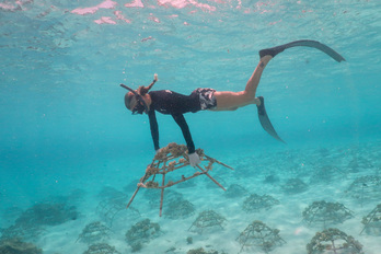 Le blanchissement des coraux résulte d’une situation de stress. 