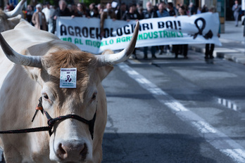 ‘Agroekologia bai’, reclamaba la manifestación, en la que han participado varias cabezas de ganado. 