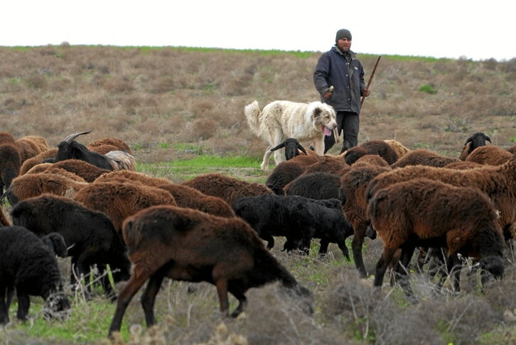 Bakhtior Sharipov y su compañero de faena Cesar, junto a varias de sus ovejas.