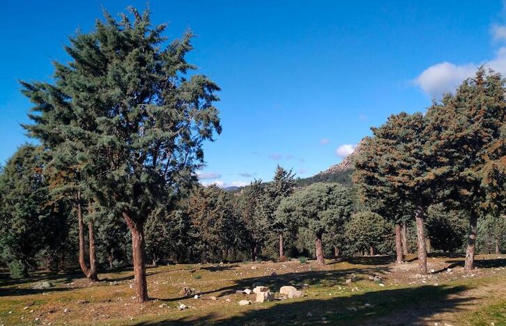 Azterlana La Pedrizan egin da, basoberritze proiektu baten emaitzak aztertuz.