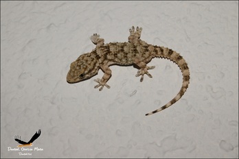 Un ejemplar de salamanquesa o 'dragoitxo'. 