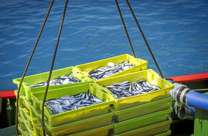 Antxoa deskargatzen, Getariako portuan.