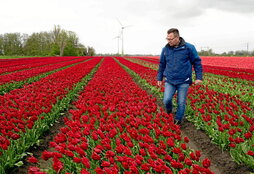Arjan Smit camina por uno de sus campos de tulipanes, en Spierdijk.