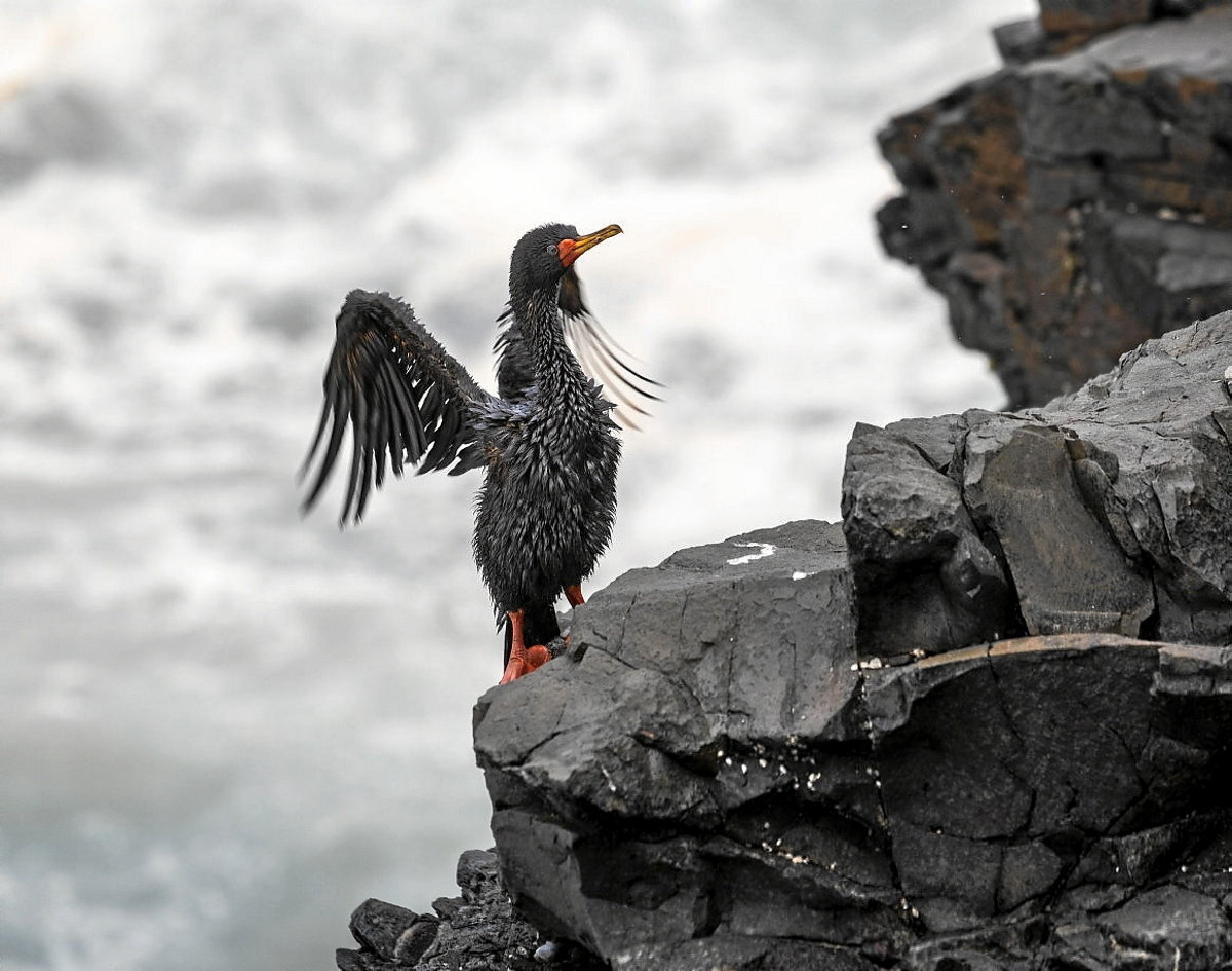 Petrolioz zikindutako txori bat harkaitz baten gainean. (Hidalgo CALATAYUD | EUROPA PRESS)