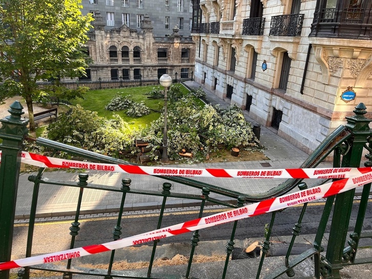 Tras la caída del árbol, los operarios de jardinería han procedido a cortarlo.