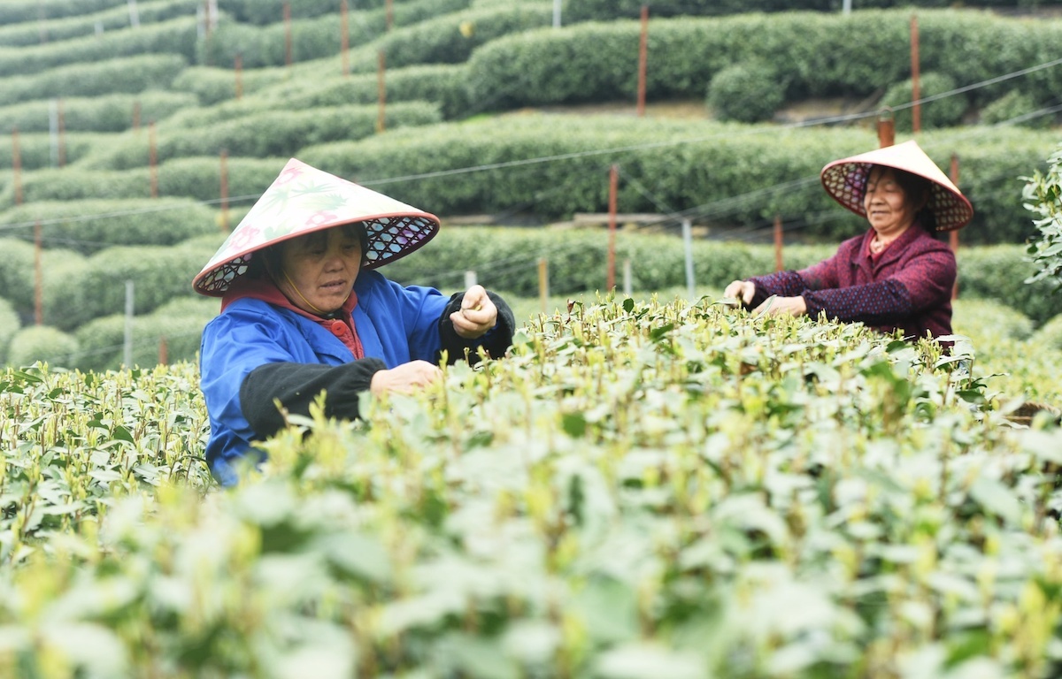 Una plantación de té en Hangzhou, China. (Long Wei/SIPA/EUROPA PRESS)