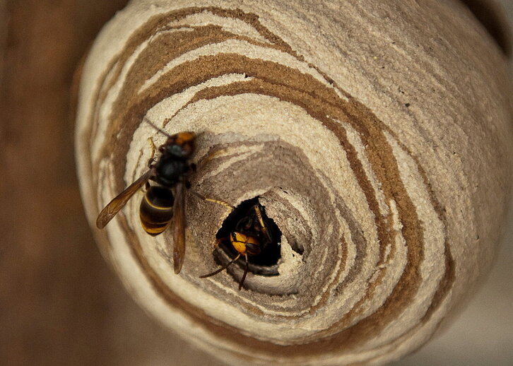 Fd-2024-06-02-giz_110602_0131