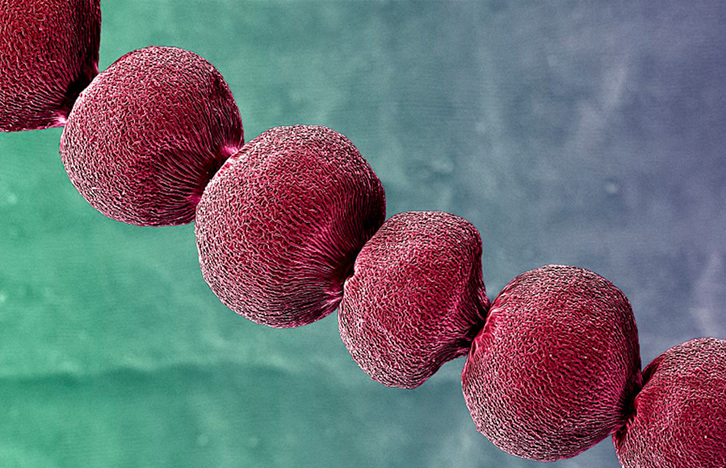 Irudian, Concepcion Hernandez Castillo, Lola Molina Fernandez eta Isabel Maria Sanchez Almazo egileen ‘Biosentsoreak’. 