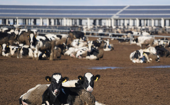 Vacas en una macrogranja.