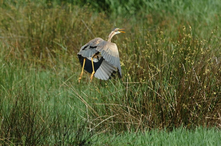 Fd-2024-06-21-nat_060621_0035