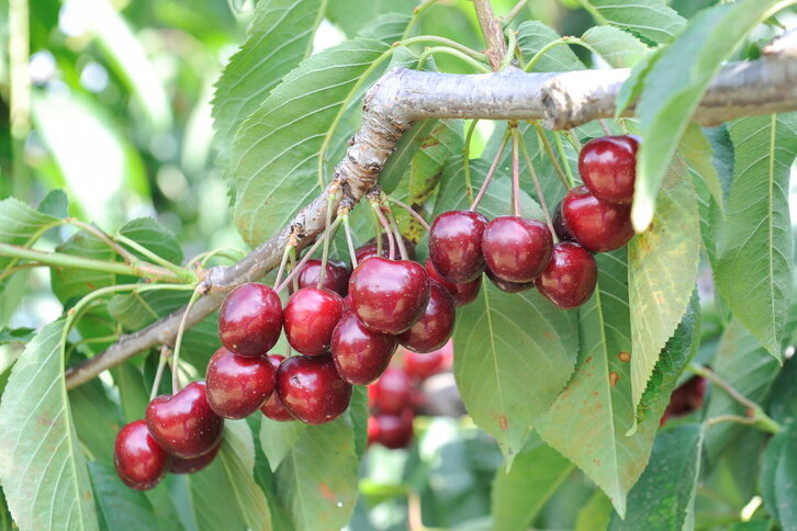 Fd-2024-06-12-gas140612_0023