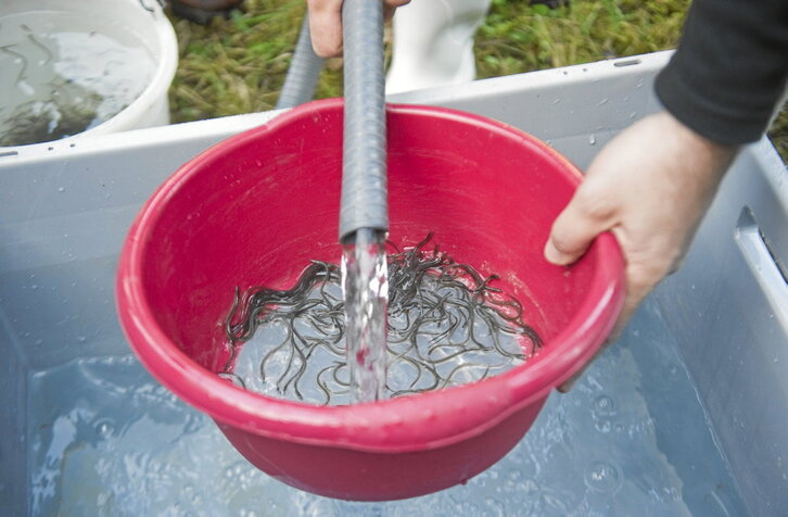 La UE prohibió en 2010 la exportación a Asia de angulas tras declararla especie en peligro de extinción.