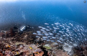 Egoi Benitez ordiziarra Indonesiako uretan urpekaritza egiten
