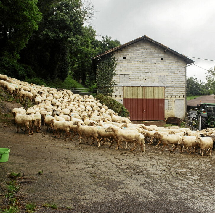 Lehen sektorearen etorkizuna, hausnarketarako gaia Ipar Euskal Herrian.