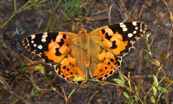 4.000 kilometro baino gehiago egitea lortu duen tximeleta espeziea.