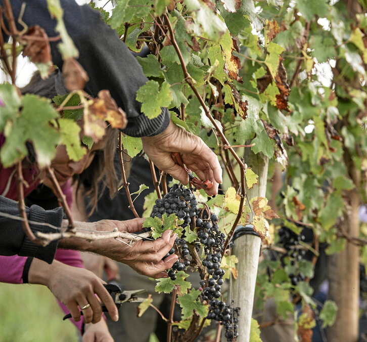 Bilketa, Baigorriko mahasti batean.