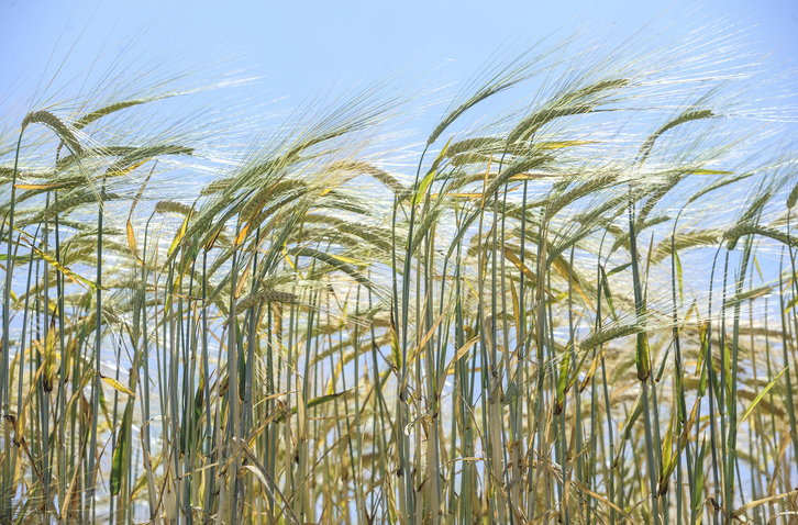 Garia bezalako laboreek aurre egin beharko diete gero eta lehorte-garai luzeago eta gogorragoei. 