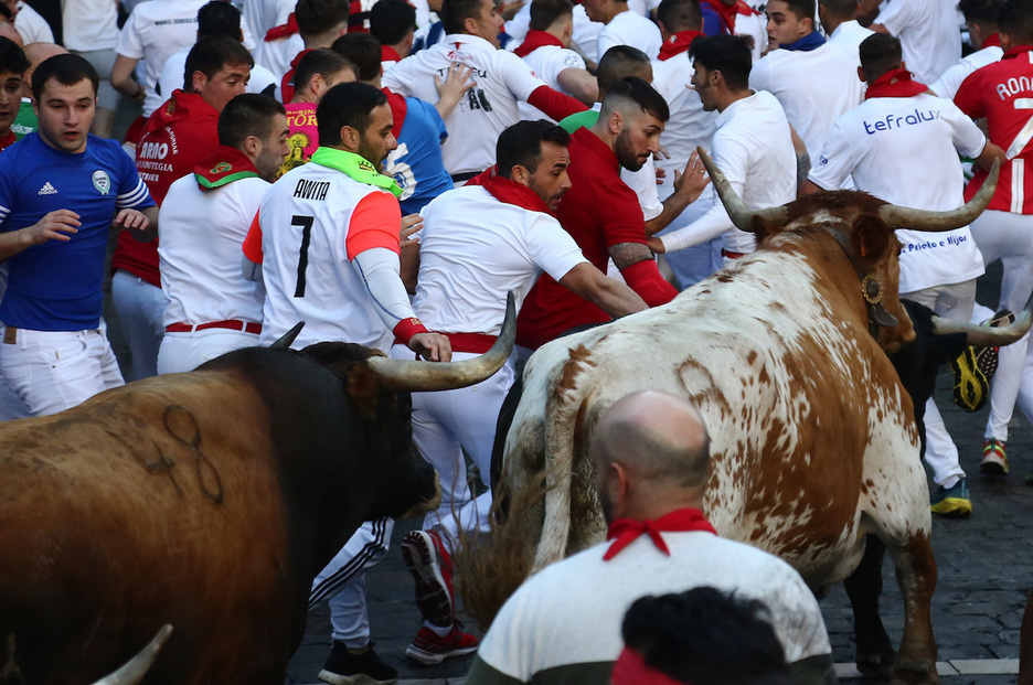 El astado Ilustrado y un manso se abren camino entre los corredores.